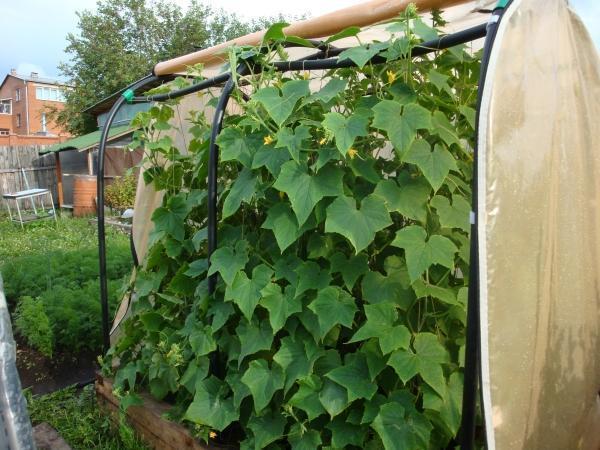 Парник для огурцов можно сделать своими руками