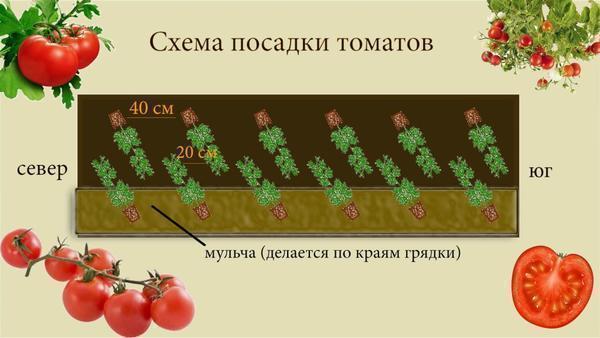 Схема посадки помидоров