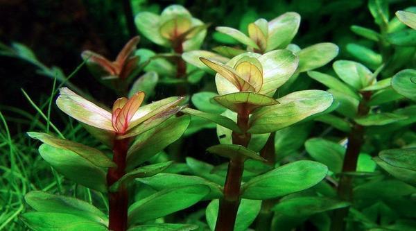 Аммания бонсай – очень капризное растение, которое требует за собой максимального ухода. Если не соблюдать условия содержания, куст погибнет