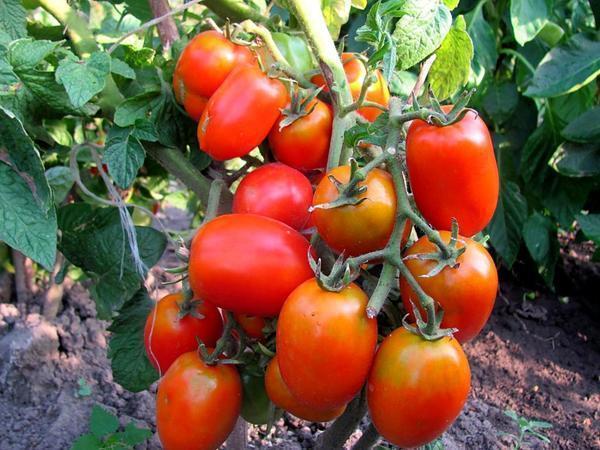 Преимущество низкорослых томатов, не требующих пасынкования, в том, что их не нужно пасынковать
