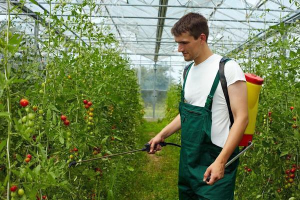 Помидоры в теплице нужно опрыскивать для защиты от вредителей и болезней 