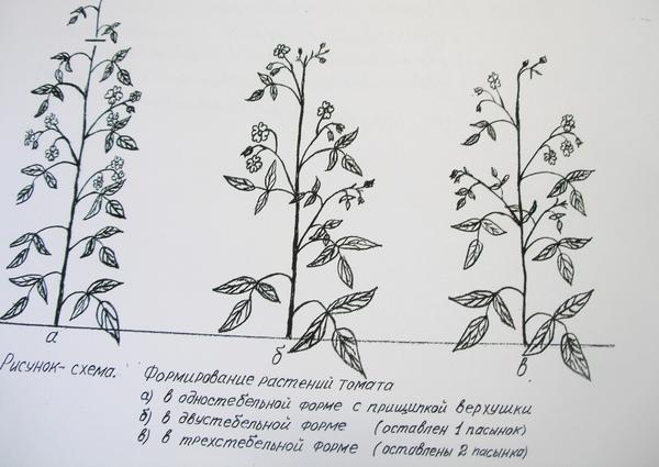 Существует специальная схема, показывающая, как можно формировать детерминантные сорта помидор 