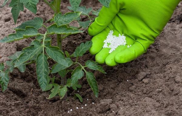 Для подкормки томатов многие садоводы рекомендуют использовать удобрения органического вида 