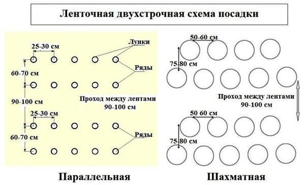 Схемы посадки помидор в теплице из поликарбоната