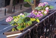 201205BalconyFlowers