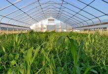 high-tunnel-cover-crop