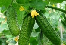 Cucumbers-Wallpaper-Download