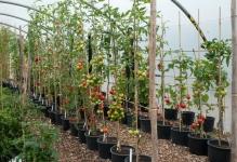 tomatoes-grown-a-scordons-at-victoriana-nursery-in-kent-august-2011