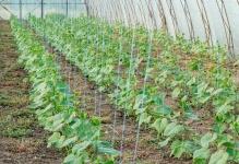 depositphotos122175586-stock-photo-growing-cucumbers-in-greenhouses-with