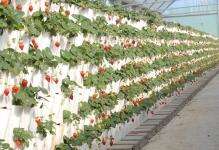 21875340w640h640strawberriesgreenhouse3