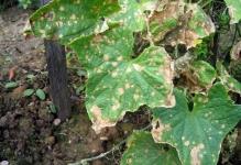 cucumberanthracnose