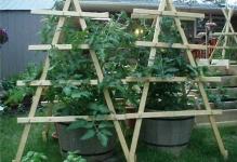 Building-a-Tomato-Trellis