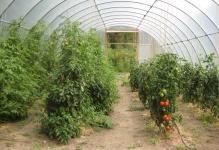 web-green-house-tomatoes