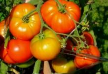 Pasynkovanie-pomidorov-1