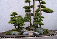 Bonsai