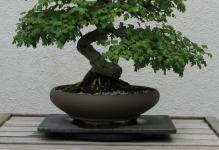 Hawthorn-Bonsai