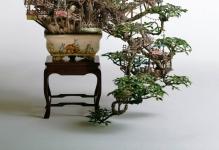 bonsai-treehouse-takanori-aiba