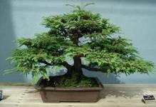 redwoodbonsai1280x960