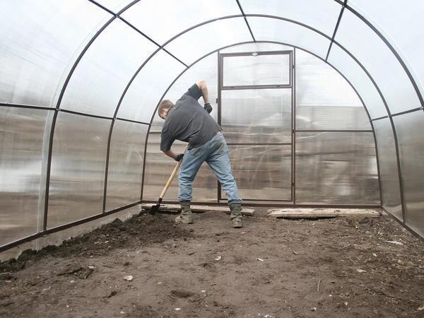 Перед посадкой растений в теплице рекомендуется перекопать почву 