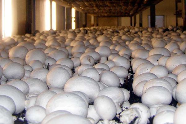 Выращивание грибов в тепличных условиях не зависит от сезонности, собирать урожай можно в течение всего года