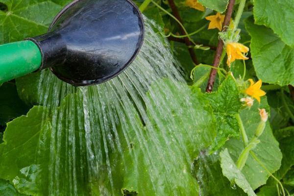 Поливать огурцы нужно регулярно, добавляя в воду удобрения