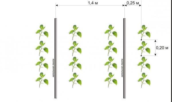 Число растений на 1 м2 не должно превышать 5, так как чем плотнее посадки, тем ниже урожайность