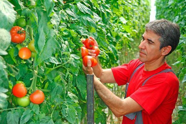 Наиболее полезный и вкусный урожай получается на этапе его хозяйственного созревания, именно в этот момент и собирается урожай в теплице