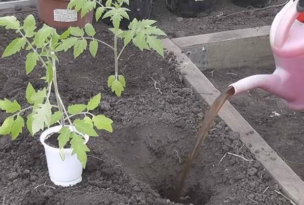 Чаще всего помидоры высаживают в парники шириной в один метр