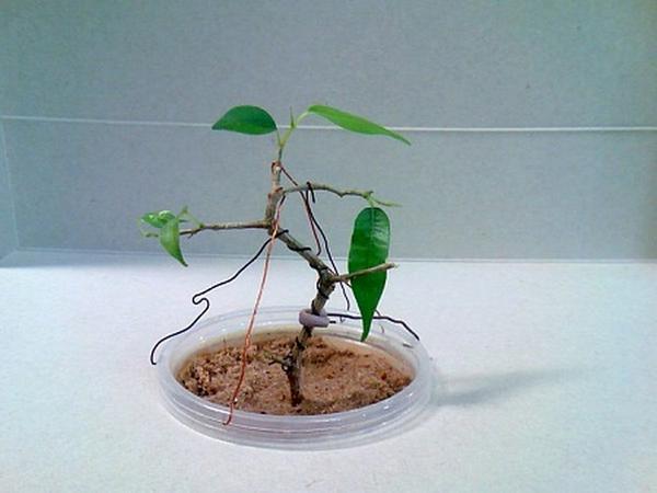 Молодое деревце растят два года, и лишь потом начинают превращать его в миниатюру