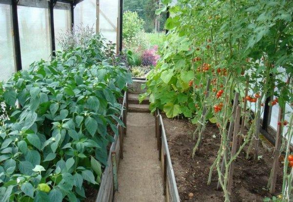 Можно высадить перец вдоль помидорных рядов, потому как помидоры обладают особым запахом, который отпугнет тлю 