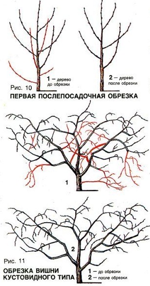 Схема формирования кустовидной вишни