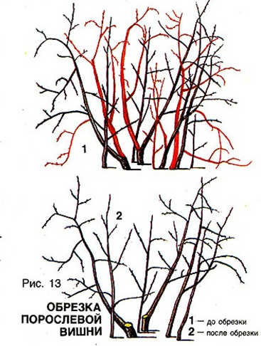 Схема обрезки кустарниковой вишни