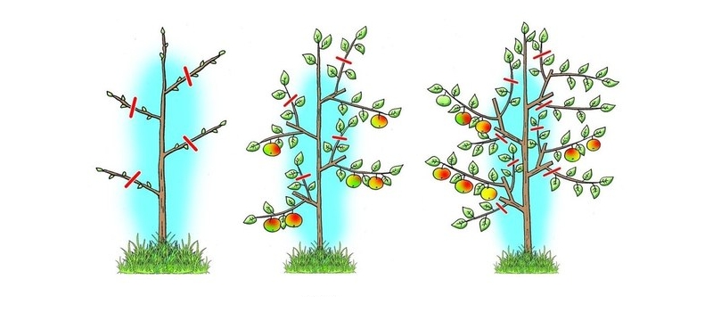 Схема весенней обрезки яблони Президент