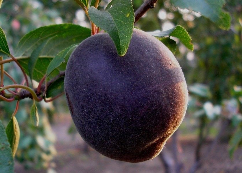 Плод абрикоса Чёрный принц