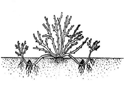 Схема размножения сливы отводками
