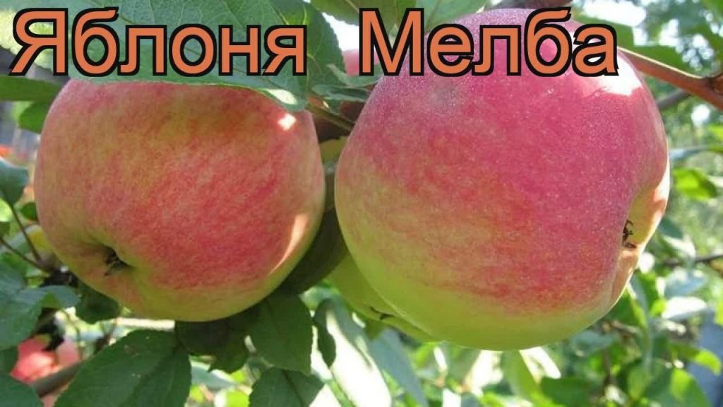  Мелба