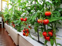 Селекционеры вывели сорта декоративных, в то же время плодоносящих помидор, подходящих для выращивания в стесненных условиях балкона