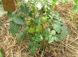 При выращивании помидоров в теплице очень важно обеспечить огородной культуре максимально комфортные условия для роста и развития.